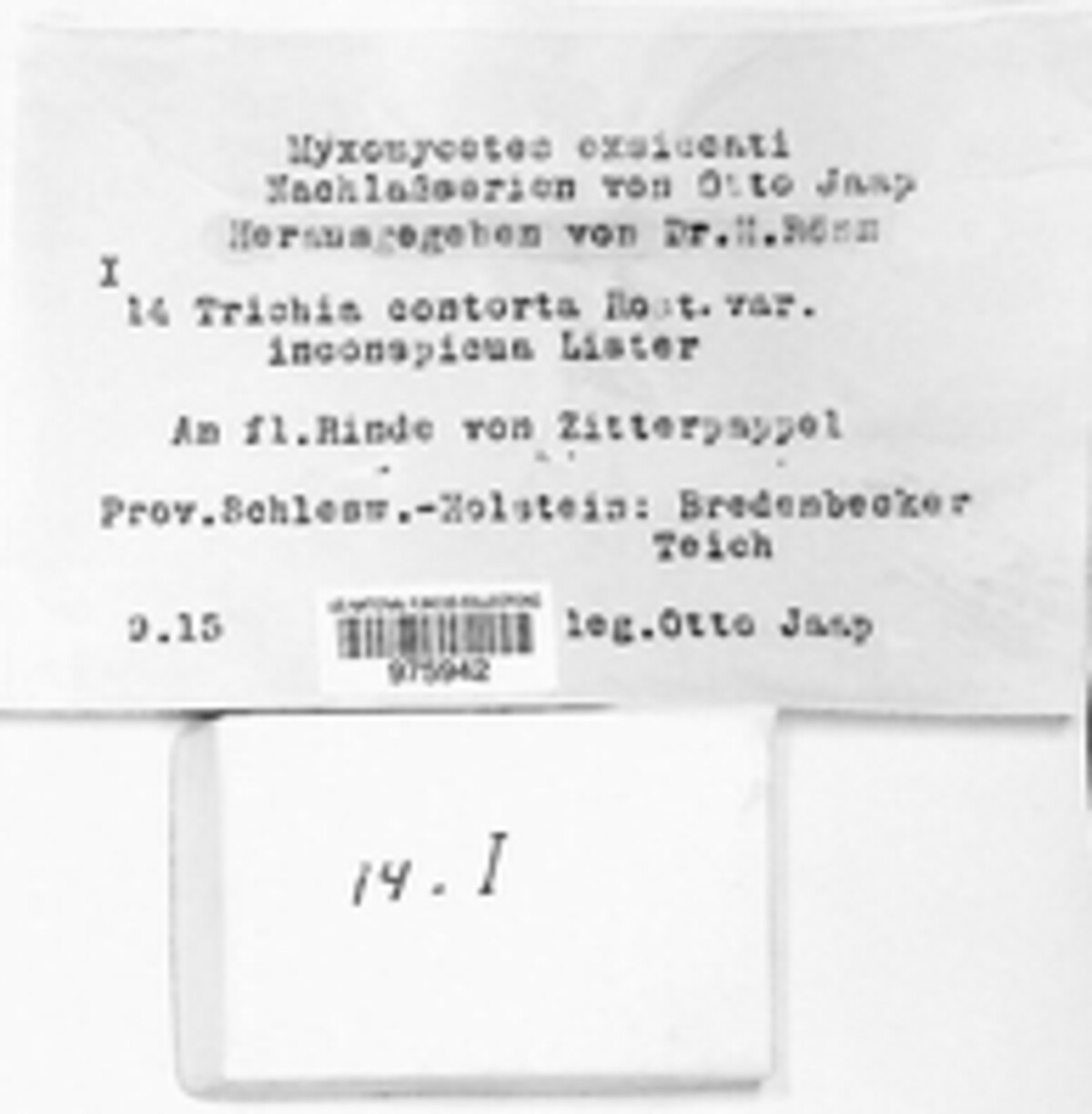 Trichia contorta var. inconspicua image